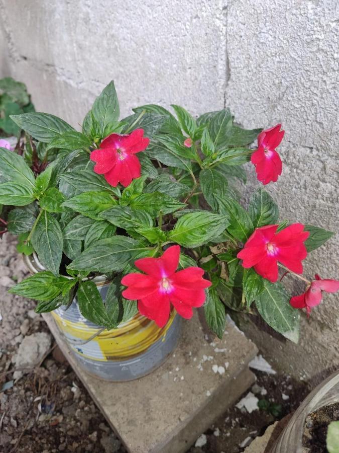 منزل الضيف اوكسابامبا  في Suzet House المظهر الخارجي الصورة